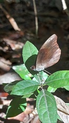 Catonephele acontius