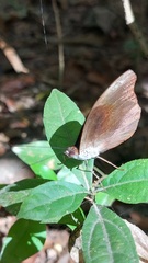 Catonephele acontius