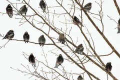 Leucosticte australis