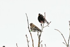Leucosticte australis