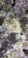 Ramalina intermedia