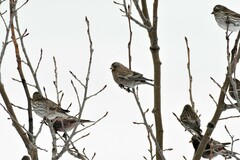 Leucosticte australis