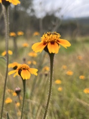 Tridax trilobata