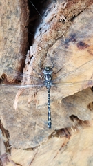 Austroaeschna multipunctata