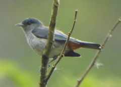 Conirostrum speciosum