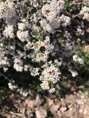 Ceanothus