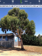 Eucalyptus viminalis viminalis