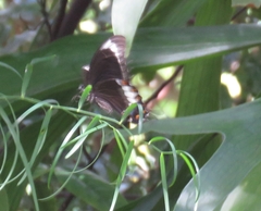 Papilio fuscus