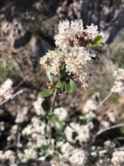 Ceanothus