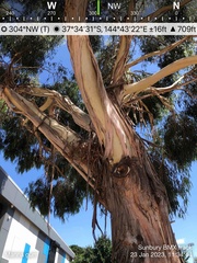 Eucalyptus viminalis viminalis