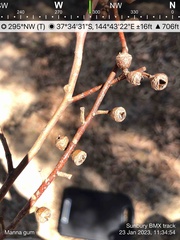 Eucalyptus viminalis viminalis