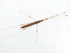 Berytinae