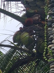 Sciurus granatensis