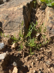 Lepidium nitidum