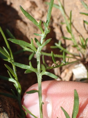 Lepidium nitidum