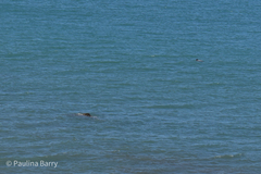 Cephalorhynchus hectori