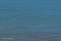 Cephalorhynchus hectori