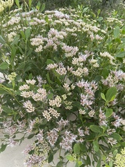 Symphyopappus casarettoi