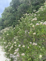 Symphyopappus casarettoi