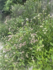 Symphyopappus casarettoi