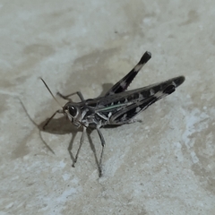 Rhammatocerus pictus