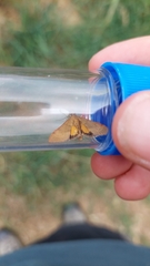 Uresiphita ornithopteralis