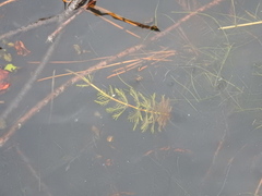 Myriophyllum aquaticum
