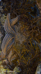 Stichaster australis
