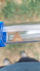 Uresiphita ornithopteralis