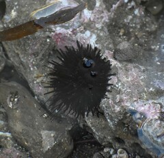 Mesocentrotus franciscanus