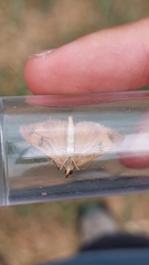 Uresiphita ornithopteralis