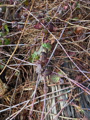 Rubus leucodermis