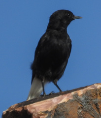 Oenanthe leucura