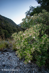 Olearia avicenniifolia