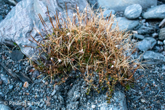 Epilobium brunnescens