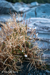 Epilobium brunnescens
