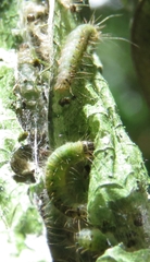 Achyra affinitalis