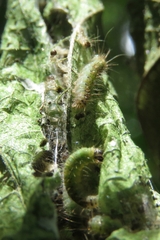 Achyra affinitalis
