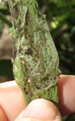 Achyra affinitalis