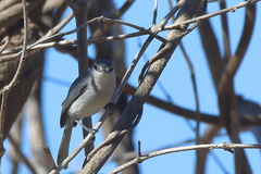 Polioptila albiloris
