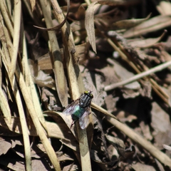 Sarconesia chlorogaster