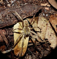 Ctenidae