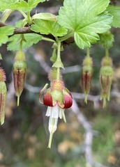 Ribes californicum