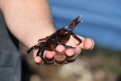 Taliepus nuttallii