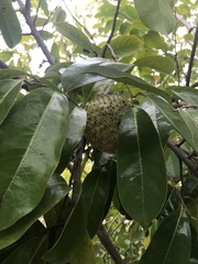 Annona montana