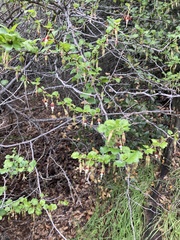 Ribes californicum
