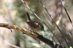Troglodytes aedon chilensis