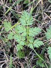 Anthriscus caucalis