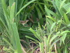 Helopsaltes certhiola