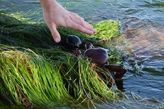 Taliepus nuttallii